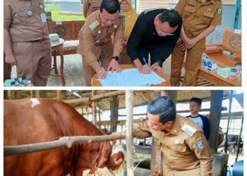 Bupati Pringsewu Teken MoU Dengan AM Farm & Terima Sapi Bantuan Presiden 