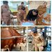 Bupati Pringsewu Teken MoU Dengan AM Farm & Terima Sapi Bantuan Presiden 