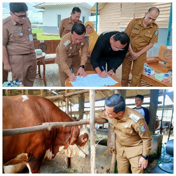 Bupati Pringsewu Teken MoU Dengan AM Farm & Terima Sapi Bantuan Presiden