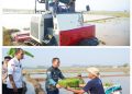 Bupati Pringsewu Tanam Padi Perdana Corporate Farming 
