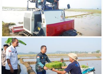 Bupati Pringsewu Tanam Padi Perdana Corporate Farming 