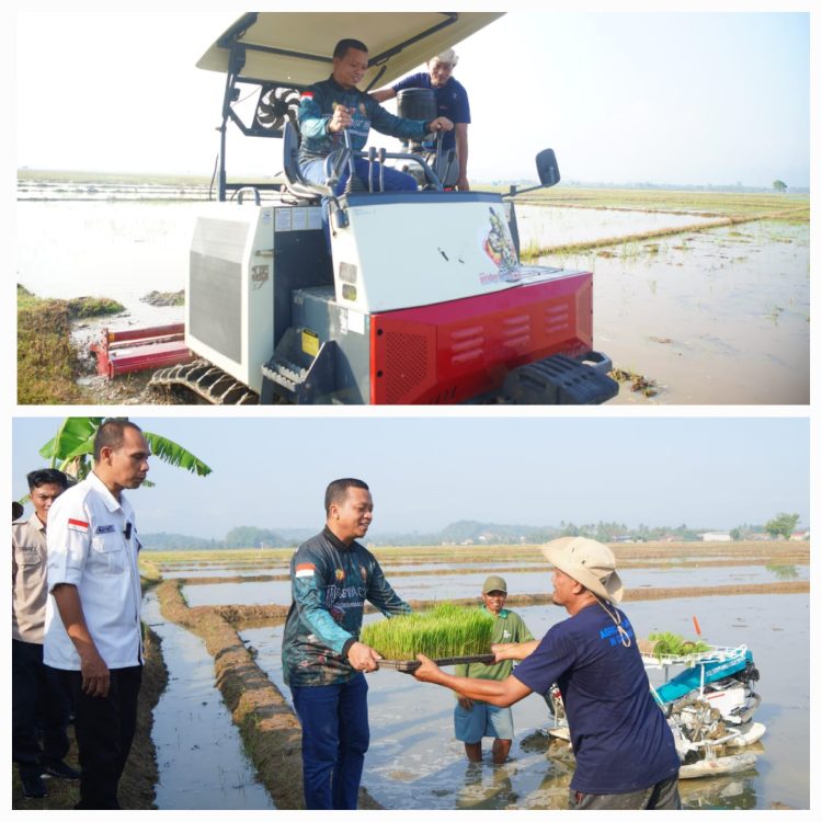 Bupati Pringsewu Tanam Padi Perdana Corporate Farming