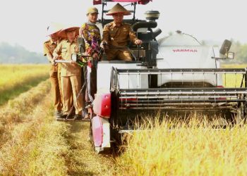 Bupati Pringsewu Panen Raya Corporate Farming Di Pekon Pujodadi