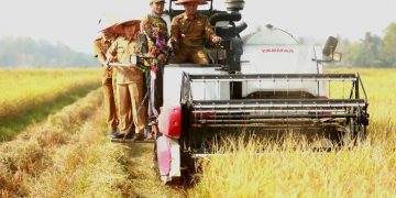 Bupati Pringsewu Panen Raya Corporate Farming Di Pekon Pujodadi 